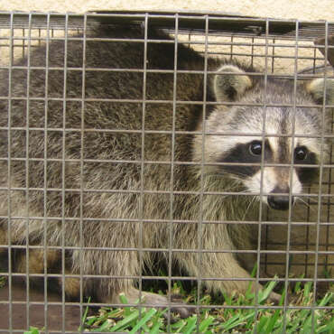 Safely Trapping Wild Animals for Release: A Guide to Ethical Wildlife Management